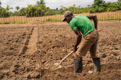 A daily hire at work on Polo Farm