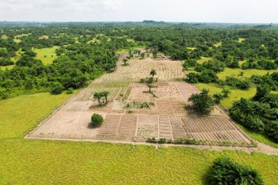Polo Farm Project 